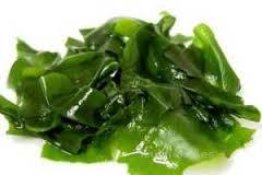 alga wakame | Innova Culinaria